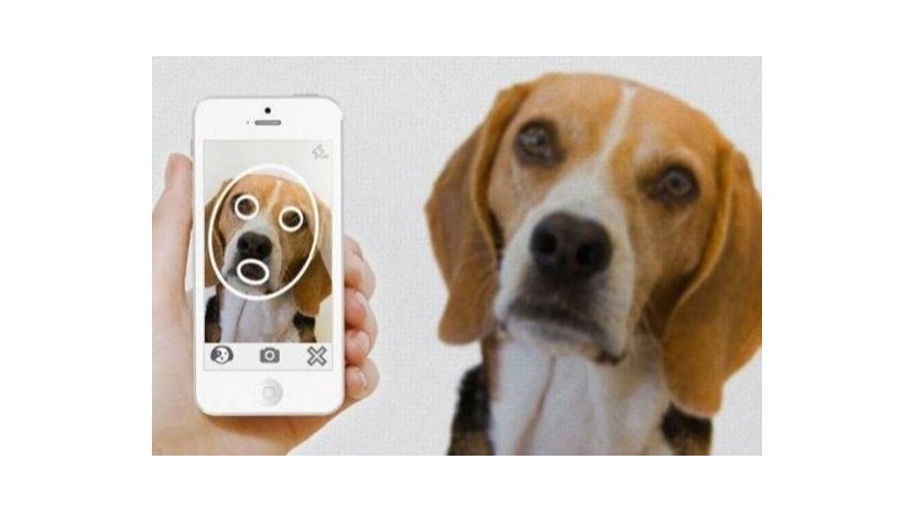 【動物也用上了面部識別：每一只雞都被安排得明明白白[允悲]】