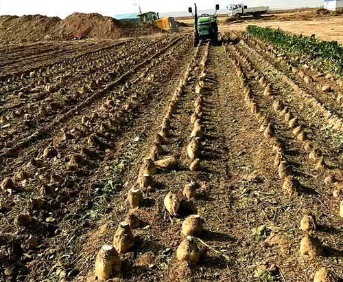 衡安甜菜收購系統